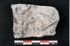 Foto (Detailansicht) von Calamites sp.  (NHMW-GEO-2024-0188-11001)